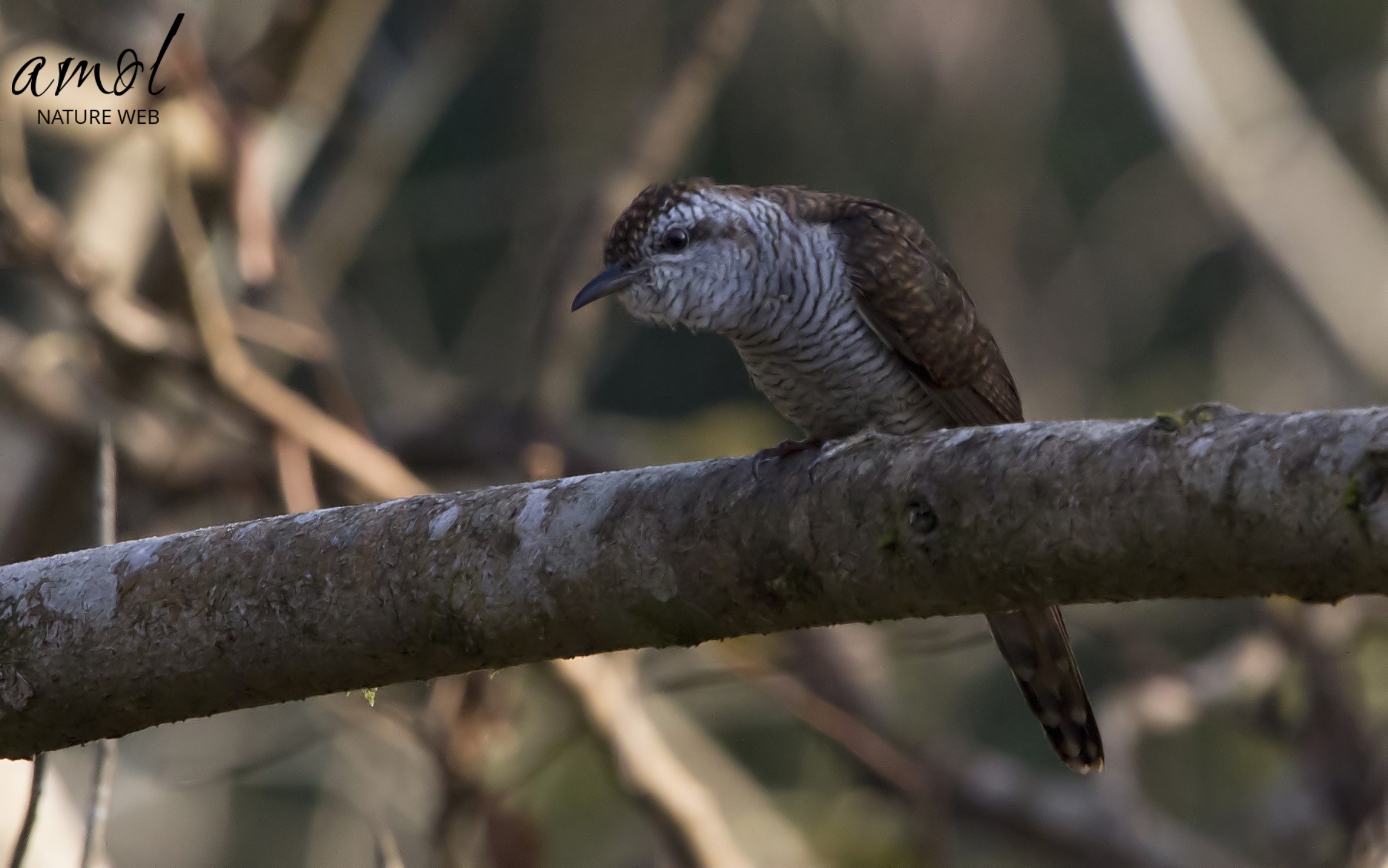 Banded Bay Cuckoo